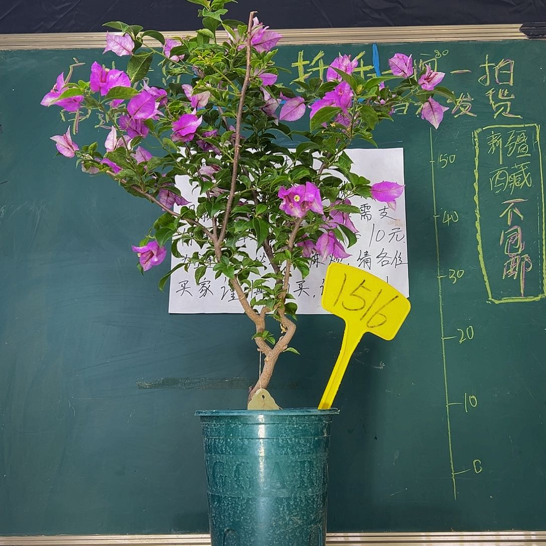 当前无花栽培后可以开花雪紫 小树头 1516