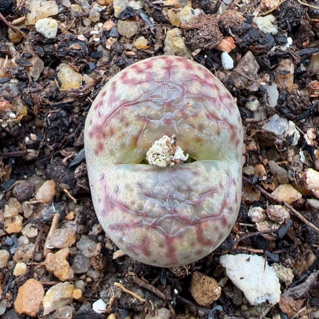 1.21好看的多肉092