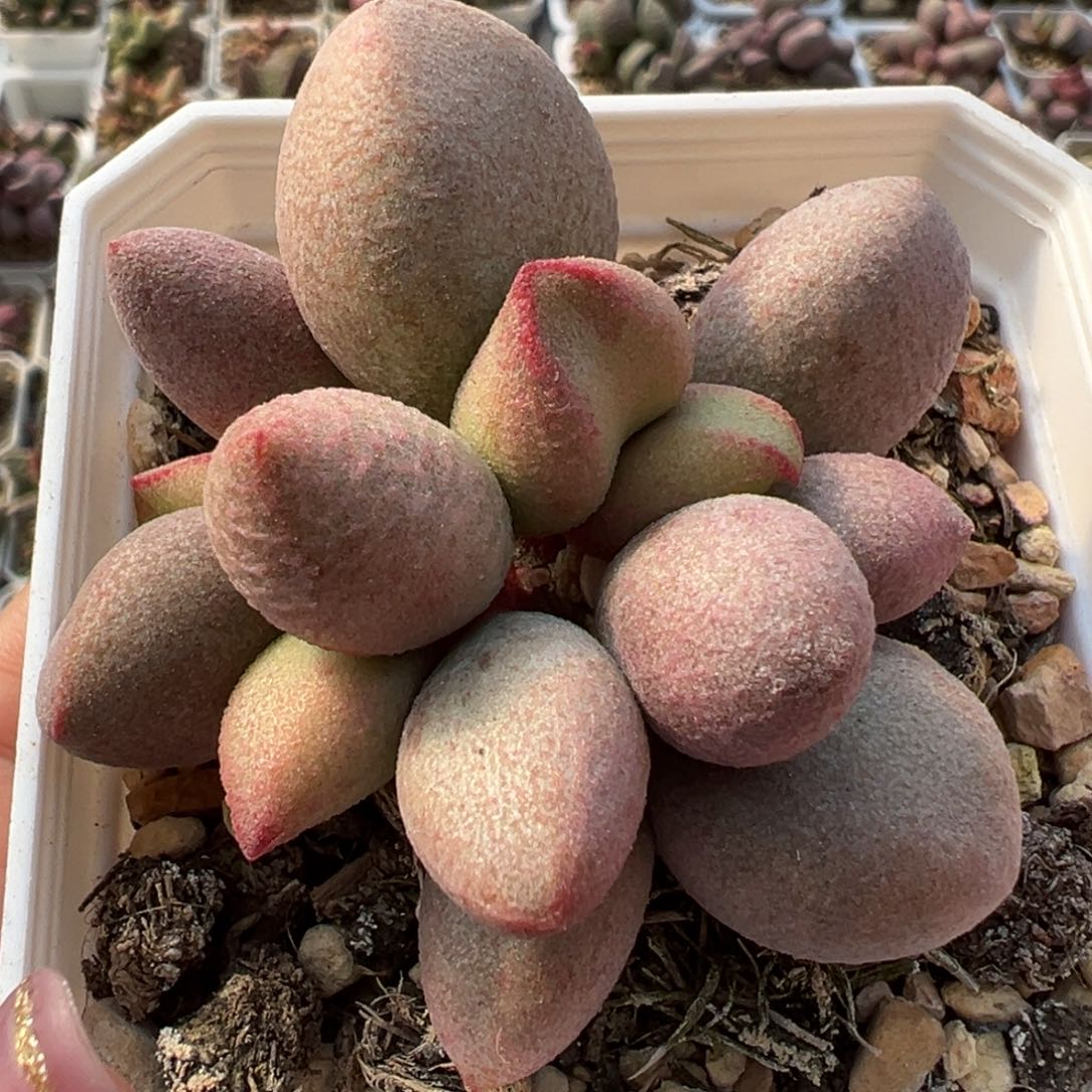 实生新品多肉植物水泡