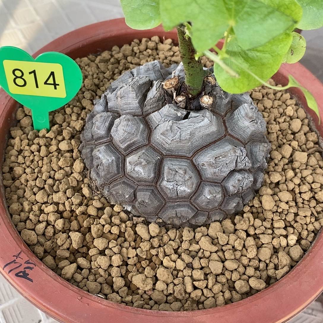 10.5cm南非龟甲龙