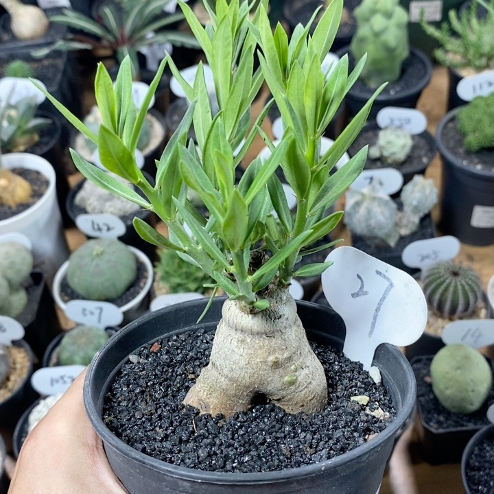 27号实生双刺瓶干5.5cm