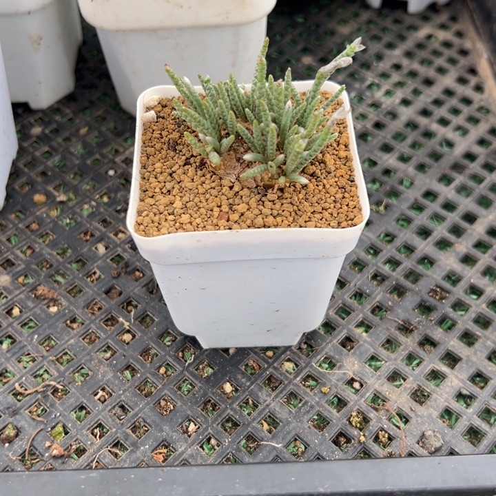 昕****红花韧锦，一物一拍