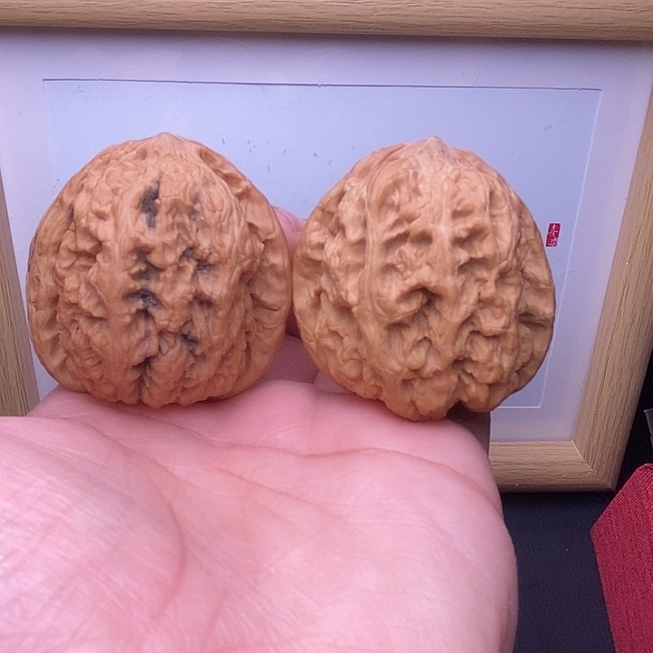 核桃全品大尺将军膀