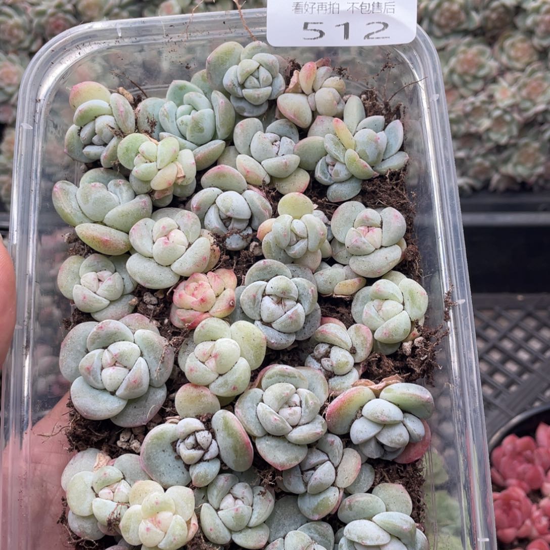 云糖心多肉植物512