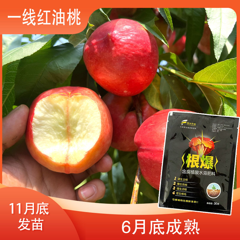 【一线红油桃 一级的】增产肥料（12月发）先发赠品