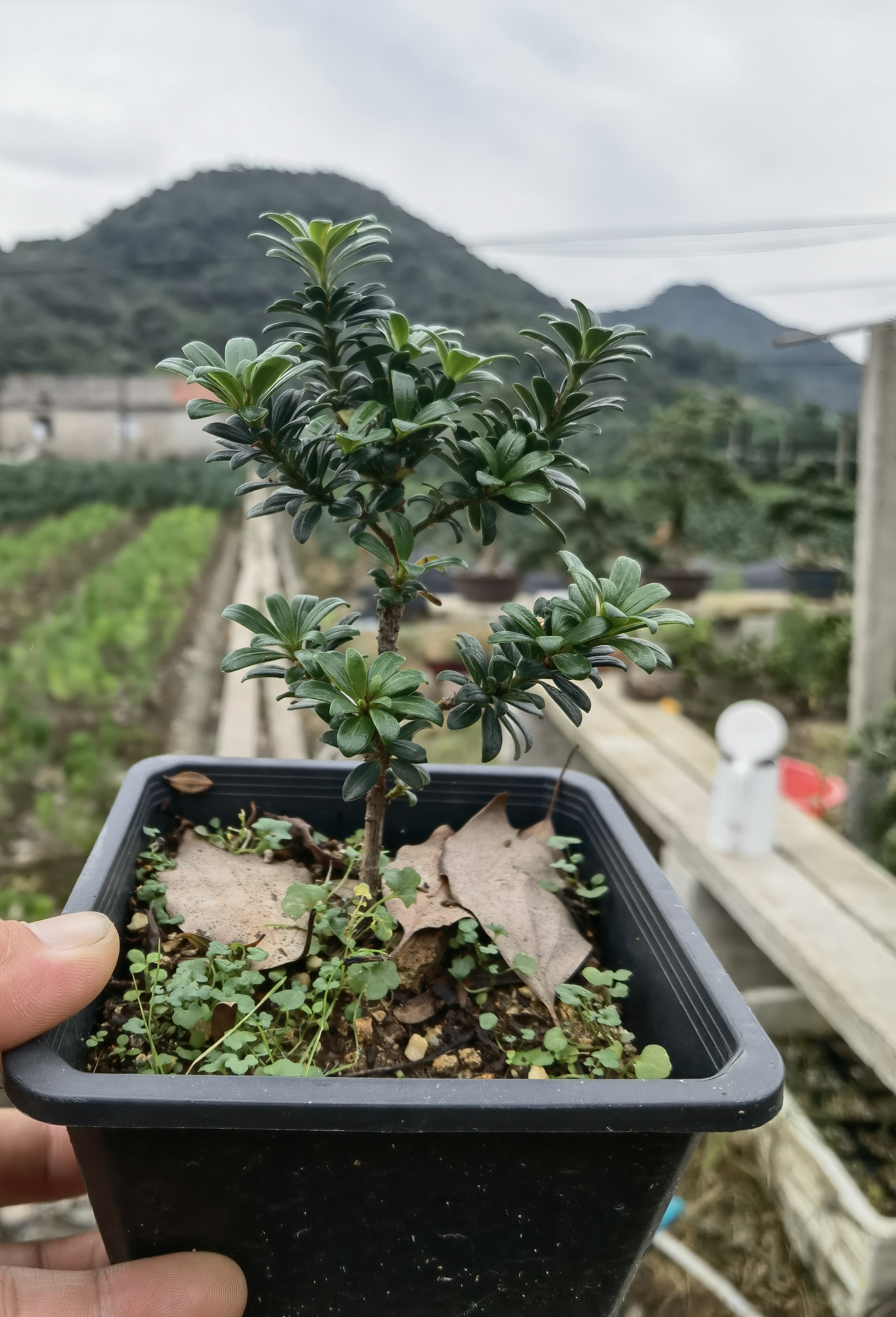珍珠罗汉松 米叶罗汉松 雀舌罗汉松