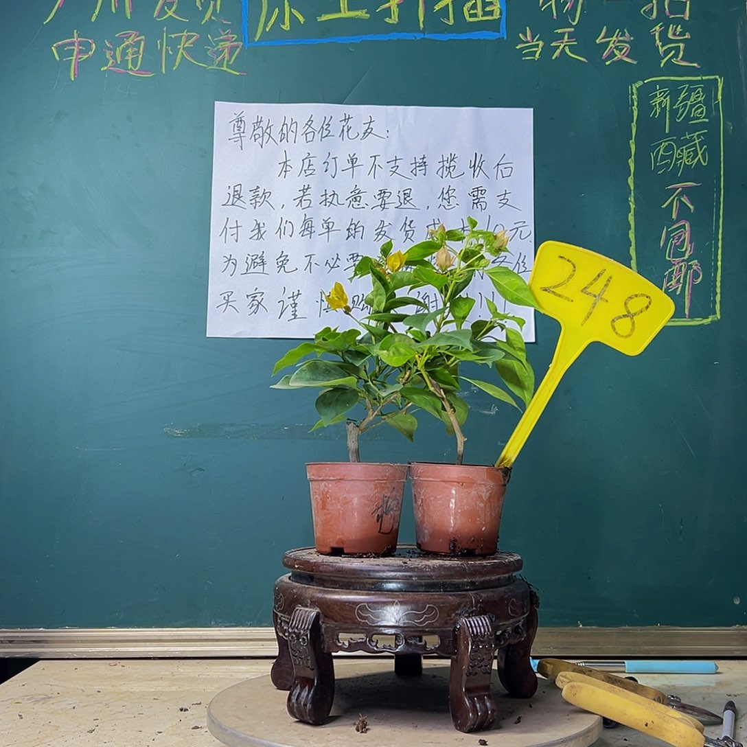 当前无花栽培后可以开花暗水晶 绿叶柠檬黄