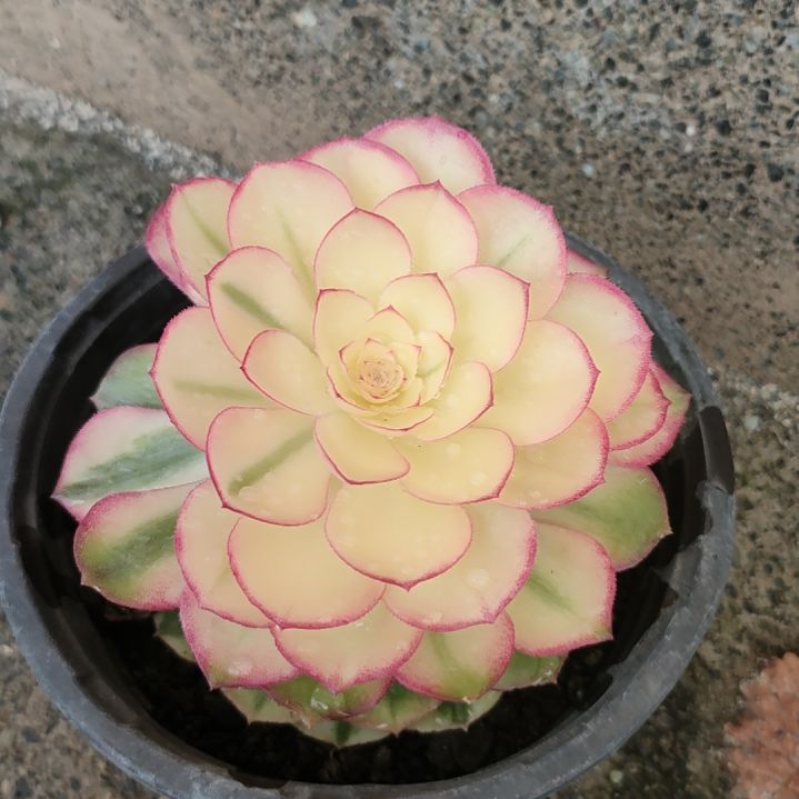 武*多肉法师锦倾城法师