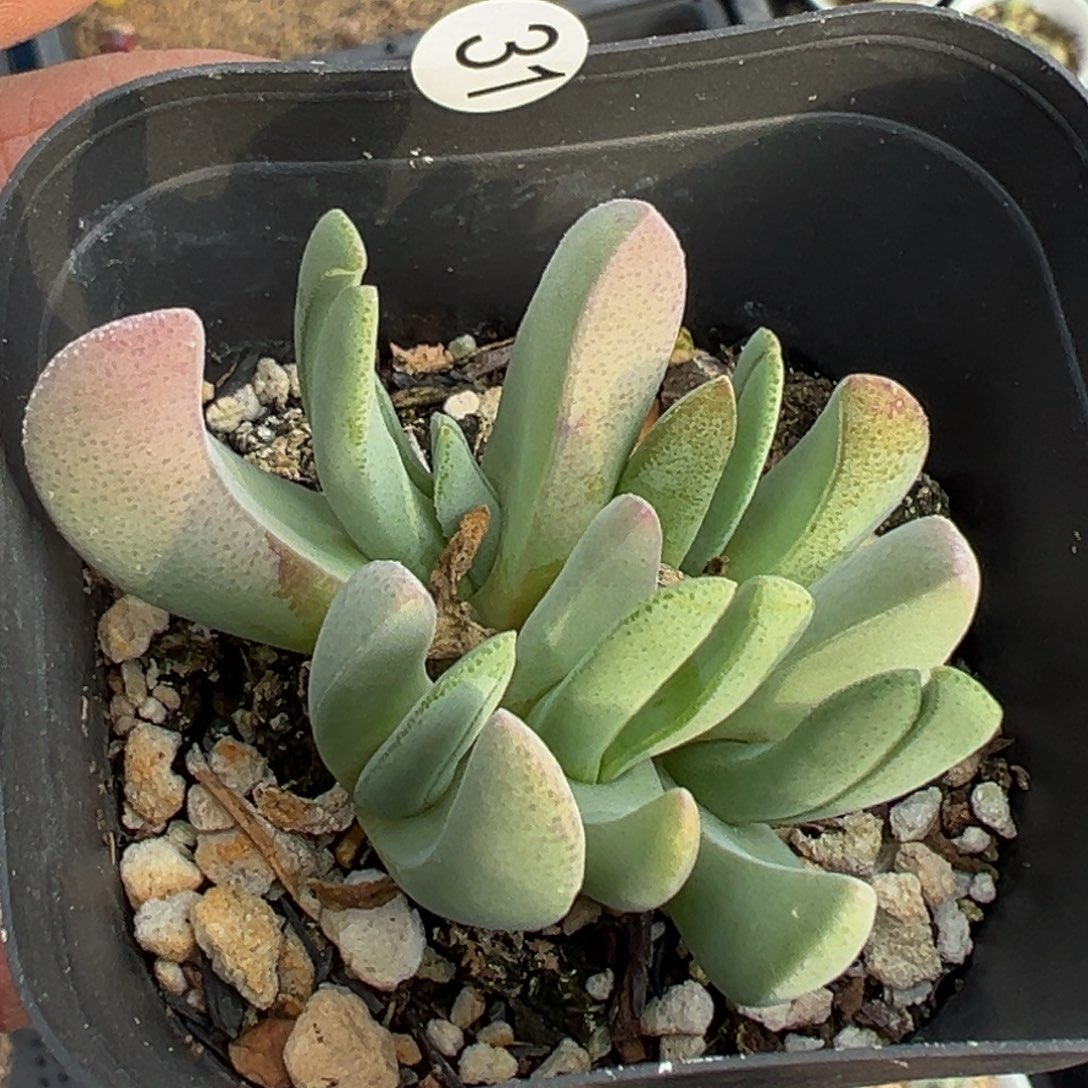 多肉植物1111111111111111