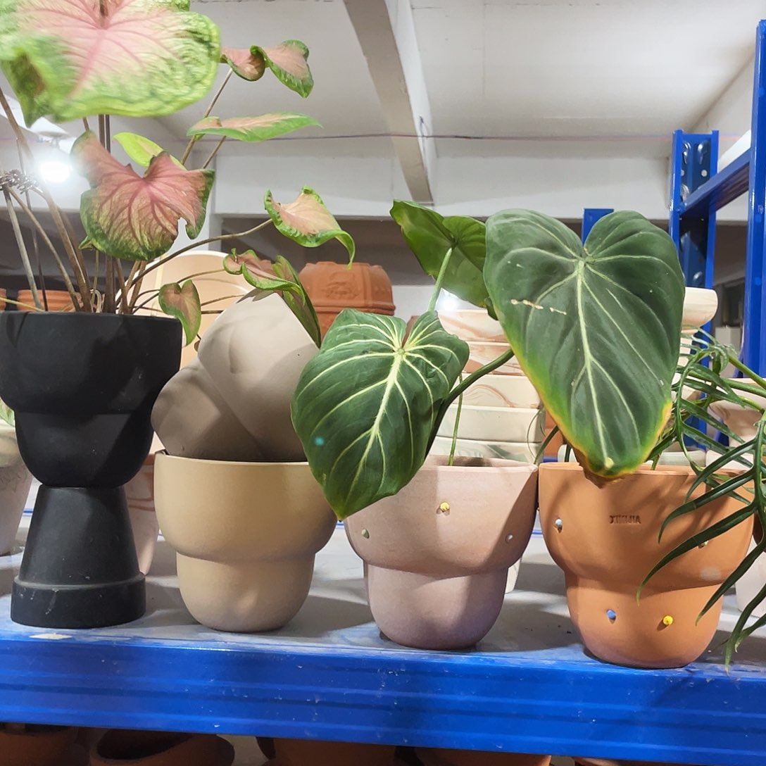 口14×14     备注发3    不含绿植