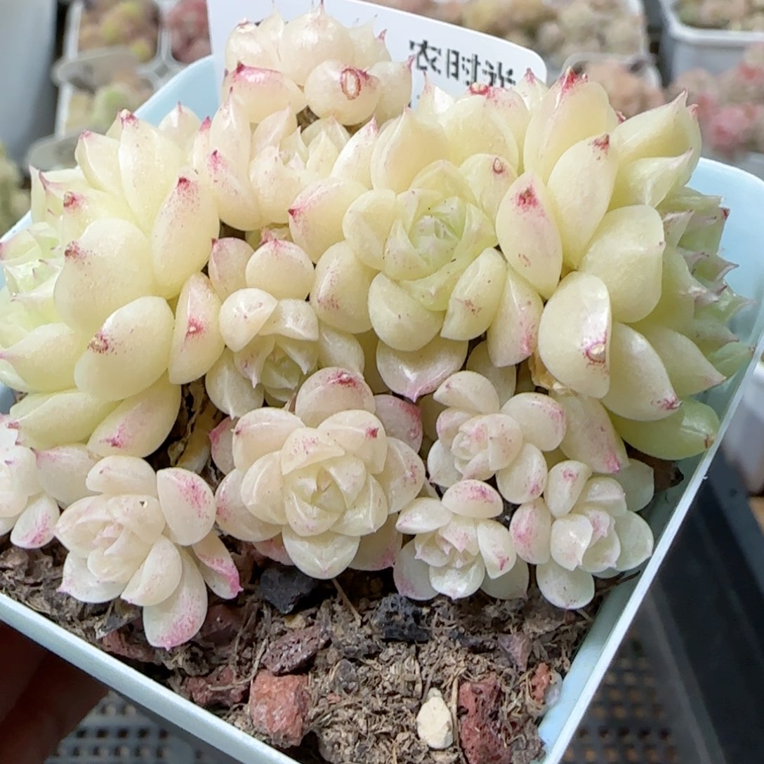 【闪购商品】0222-175福利