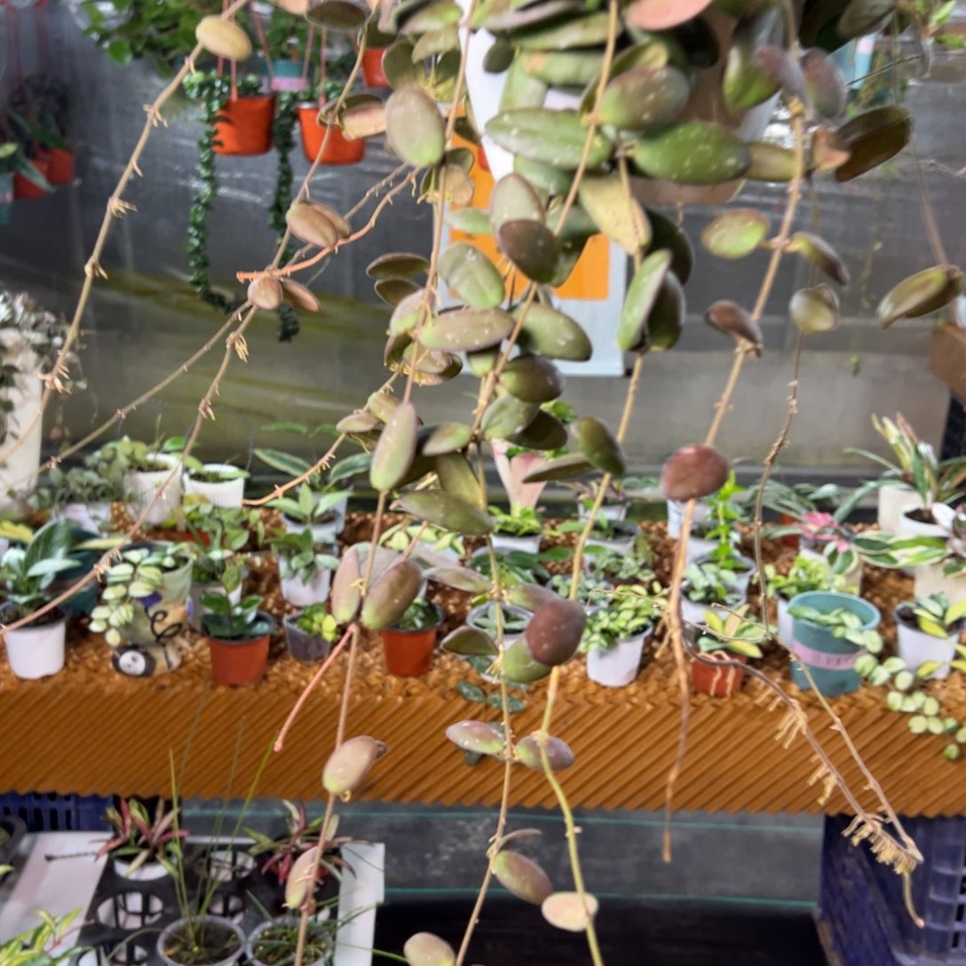 陌***然无花朵玉扣球兰大苗