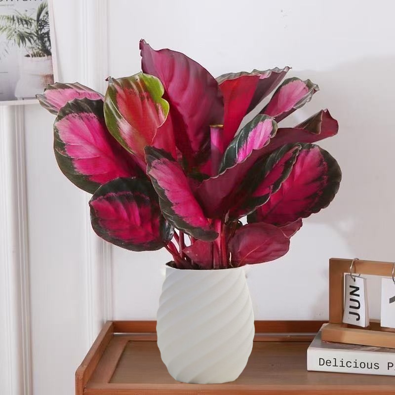 MJ幸运女神红玫瑰竹芋室内耐阴盆栽净化空气好养观叶植物