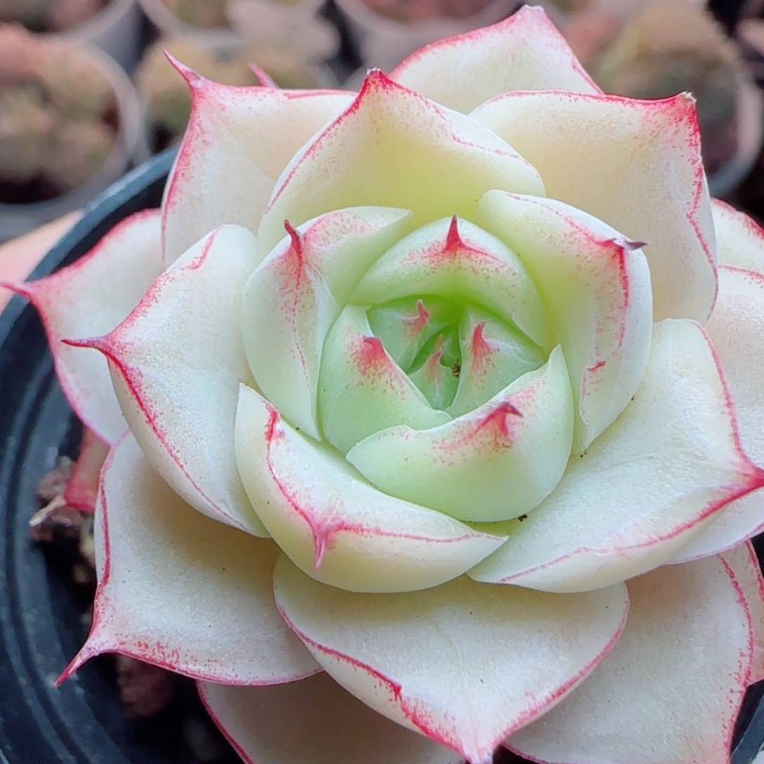 花语逸镜0314-126