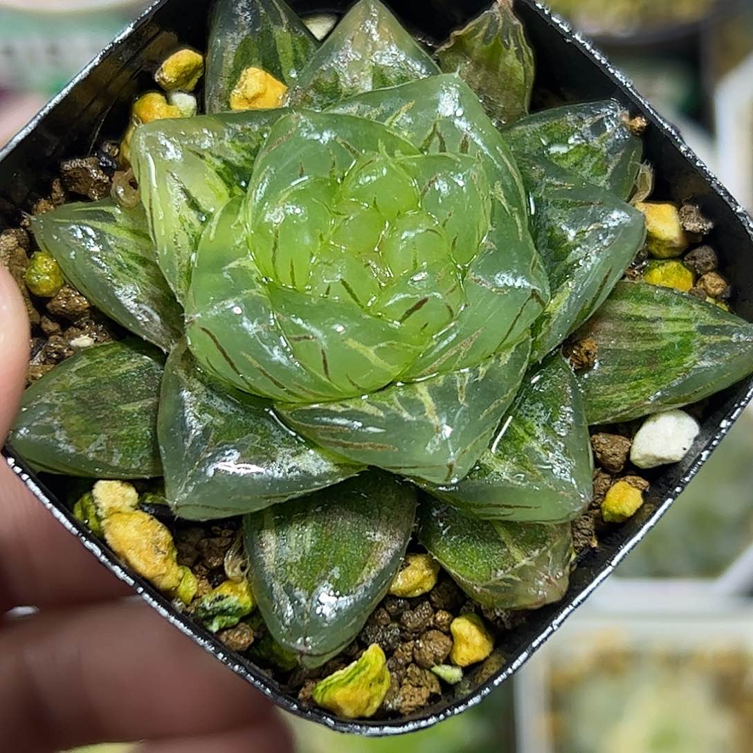 龙鳞锦十二卷多肉植物