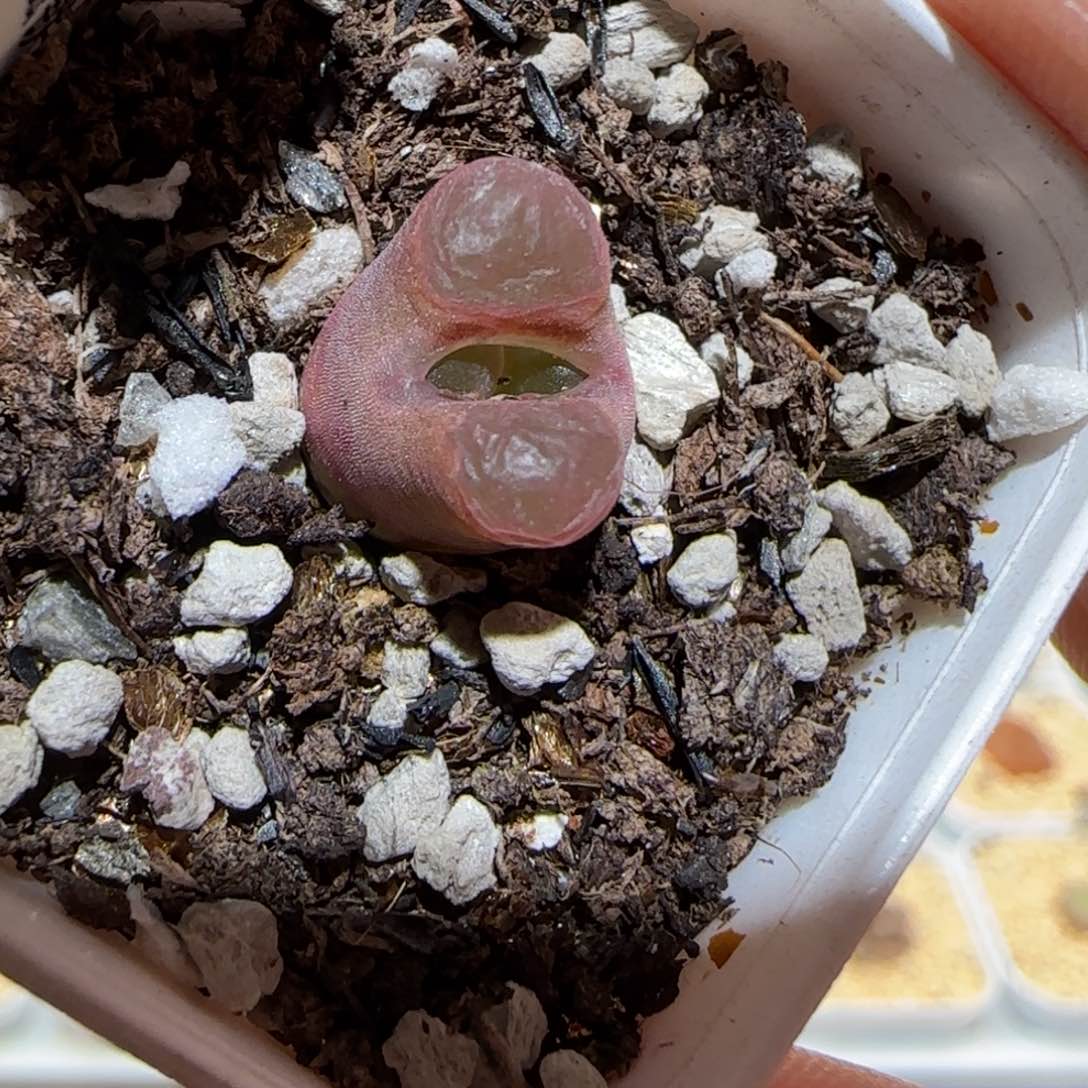 肉锥多肉植物百科-磁铁618