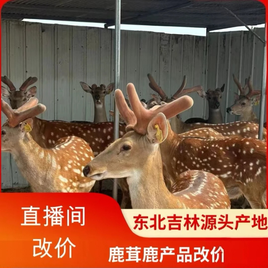 【鹿兜儿】各种鹿产品 改价专用链接 一物一拍 直播间选购 中国鹿乡
