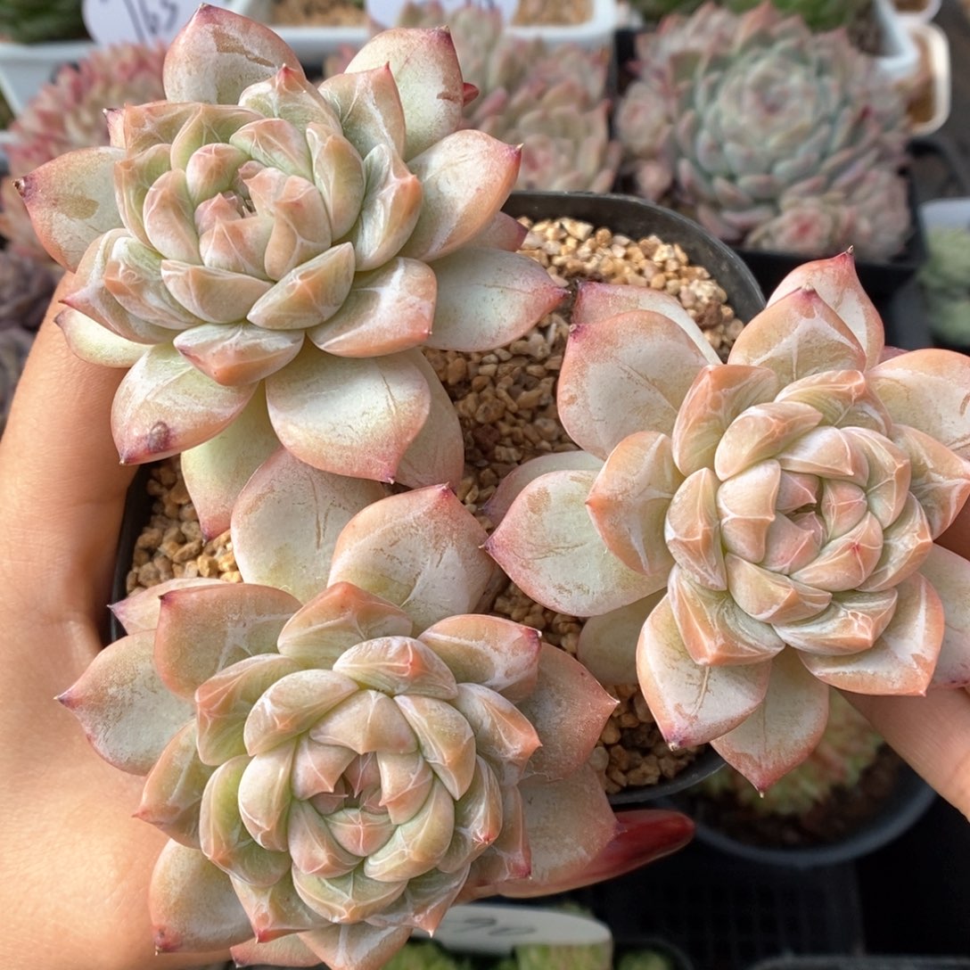 钻心珍妮可拍486号。