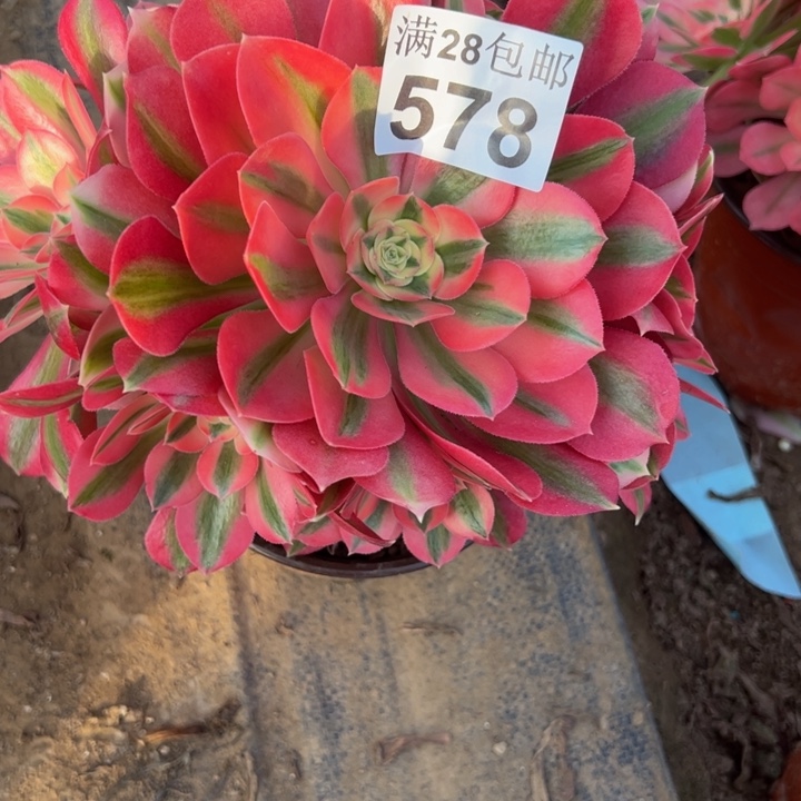 578女巫多肉植物