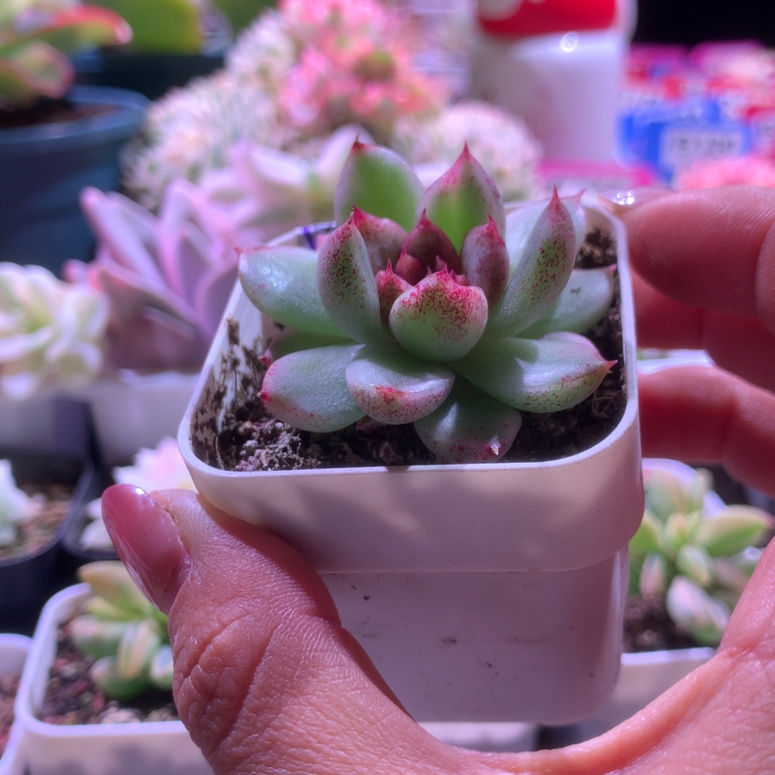 黑女王玫瑰锦有根