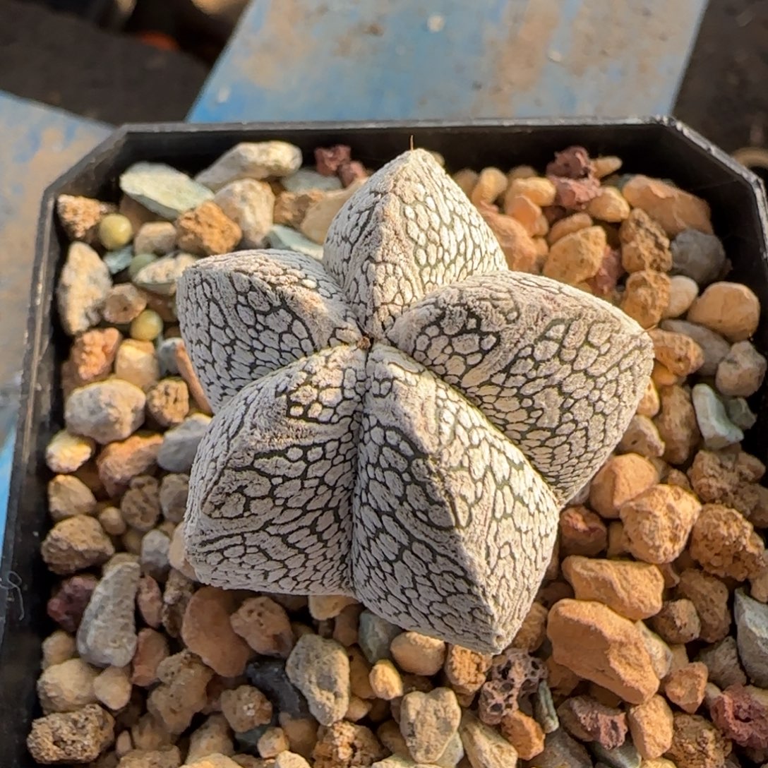 03实生v子恩冢多肉3.4