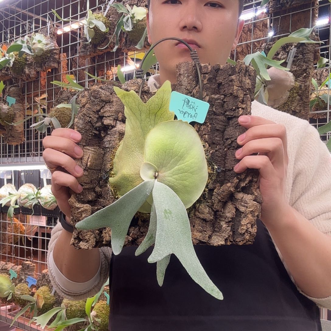 无花朵波哥鹿角蕨