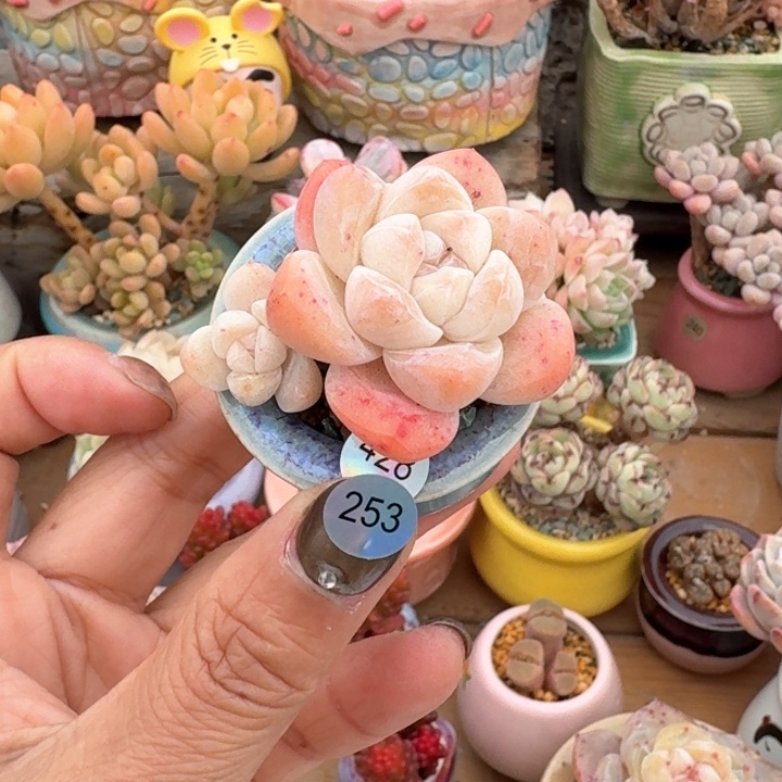 253 多肉含盆土 满30元包邮 除偏远地区