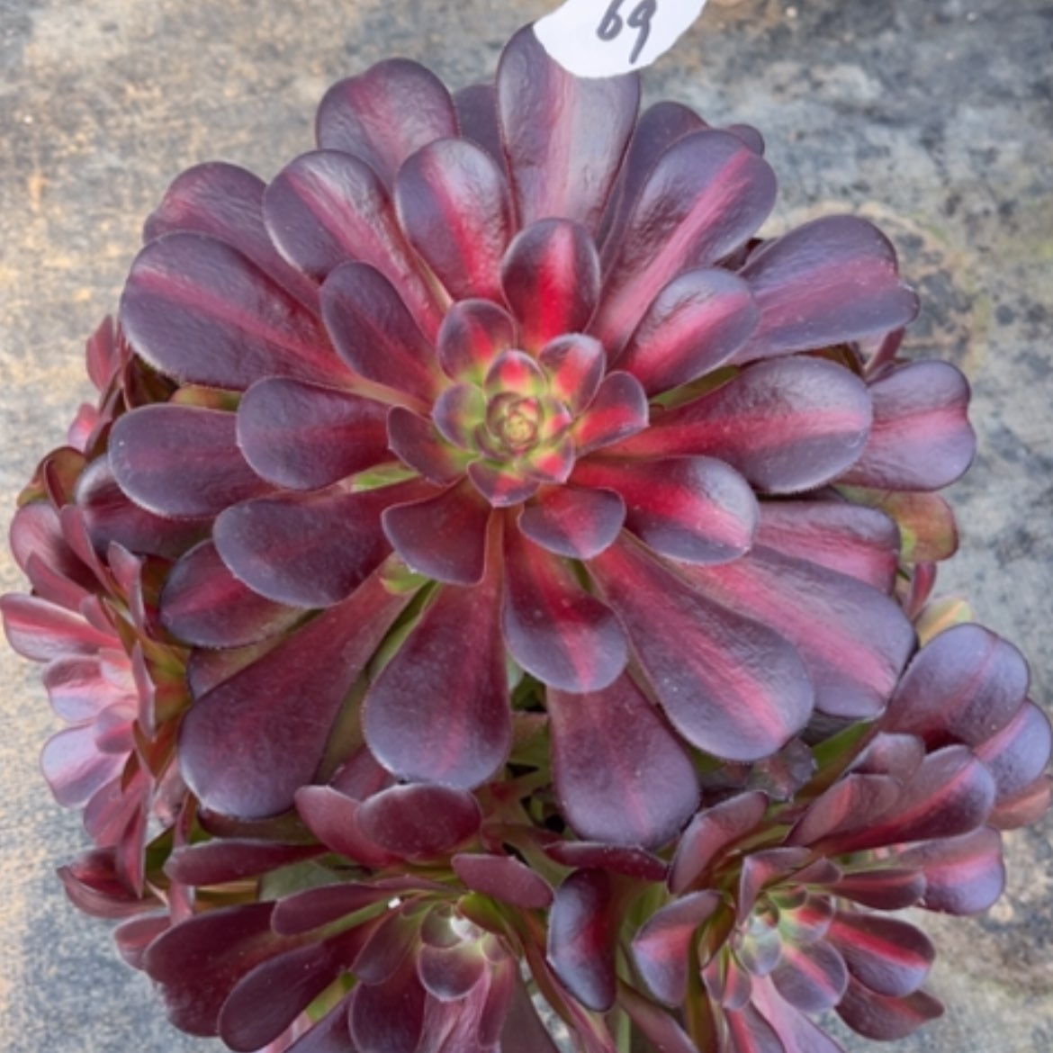 【闪购商品】69花钠锦多肉法师