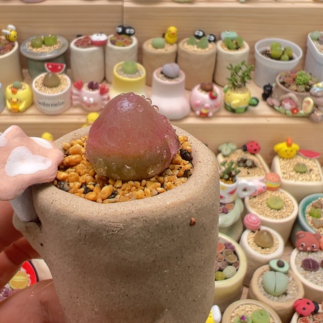 多肉植物35号灯泡