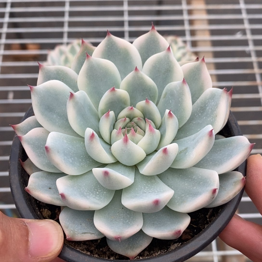 吉娃娃锦多肉植物0604