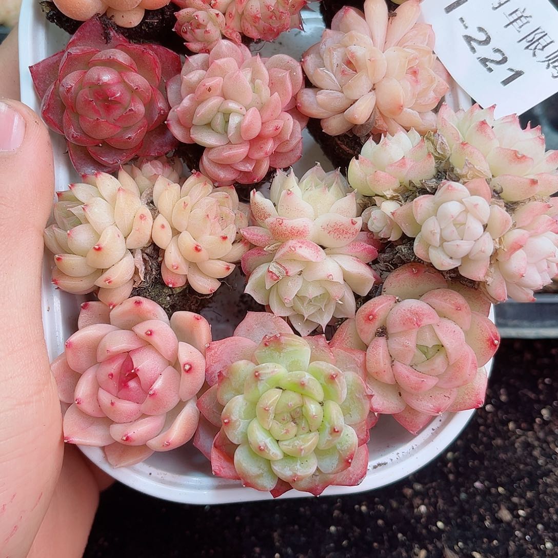 1-221 新疆西藏内蒙不发12.8包邮2-3公分多肉