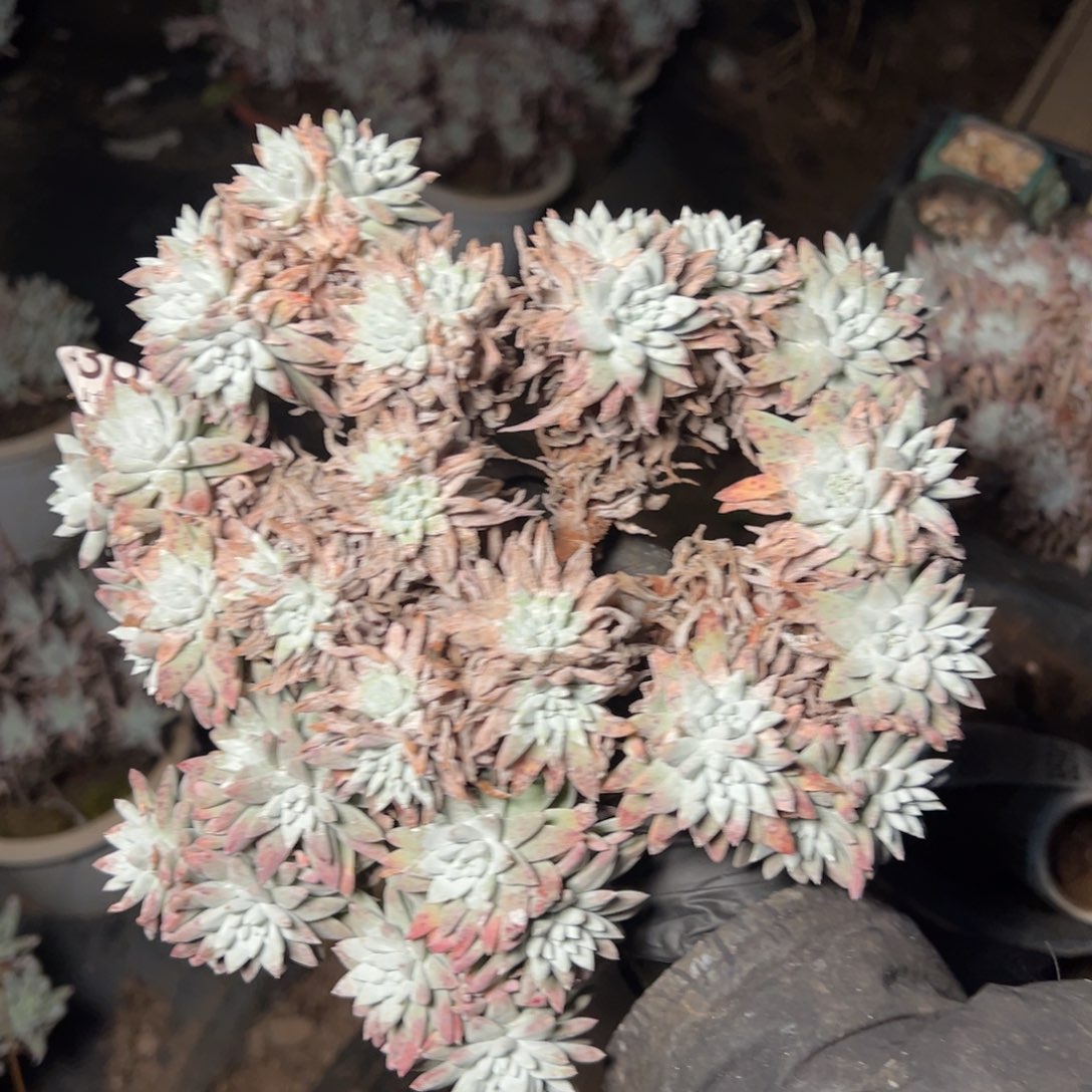 8578瑕疵哈哈哈哈哈哈