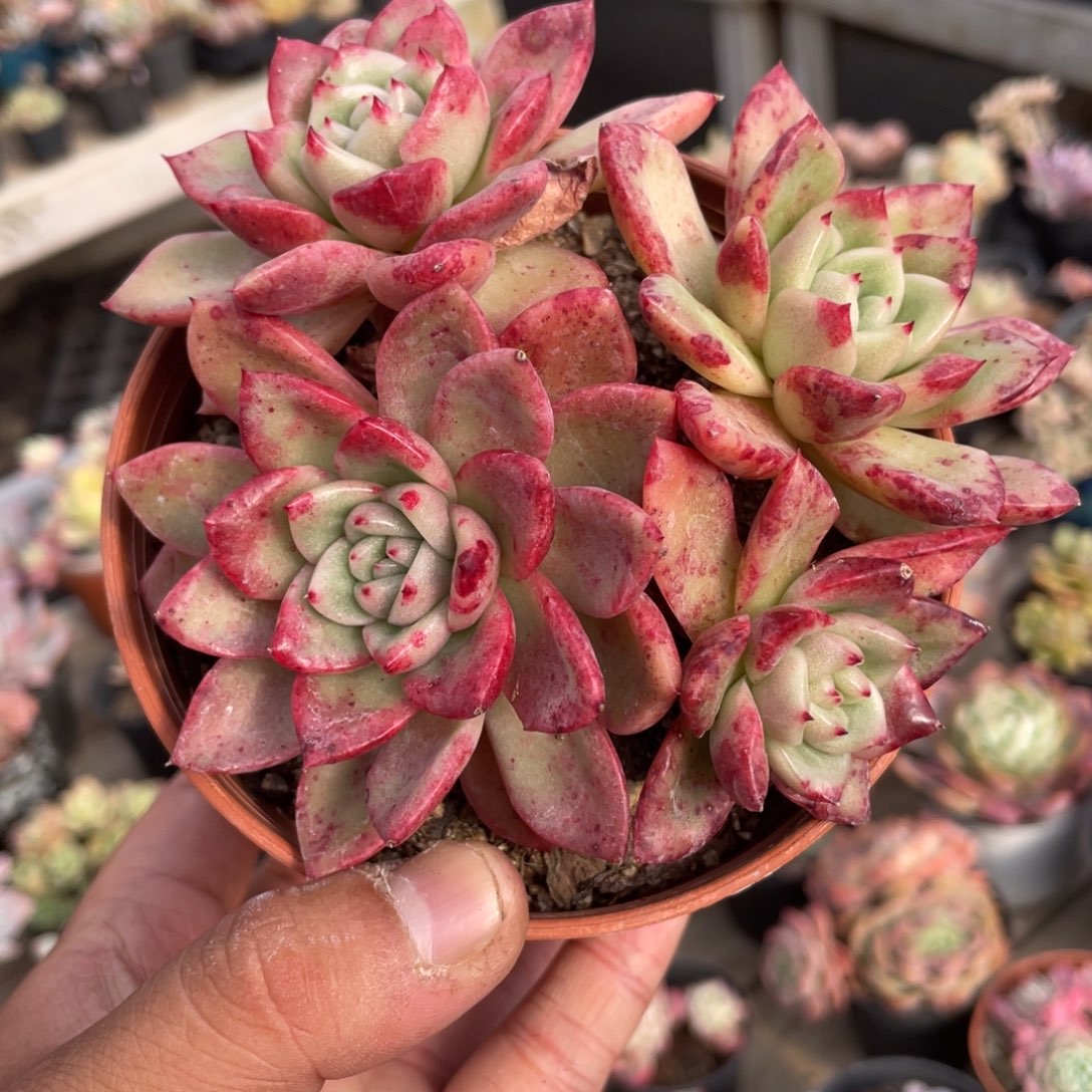 2019  红国王  六月六