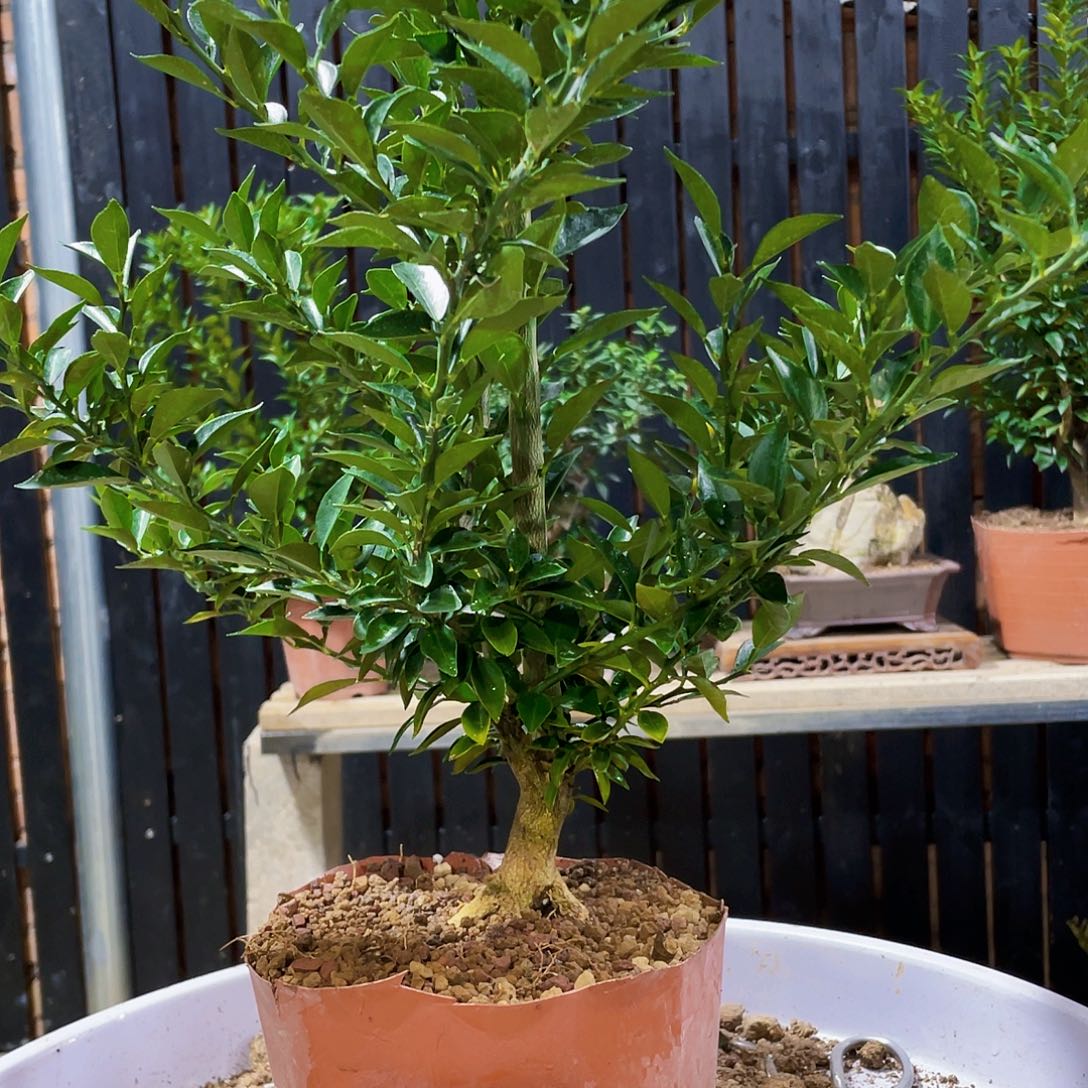 完全开放@****八房柑