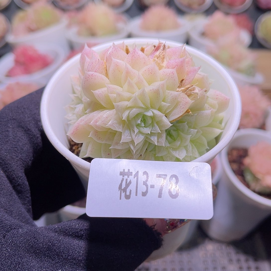 花利美13-70麦秆群