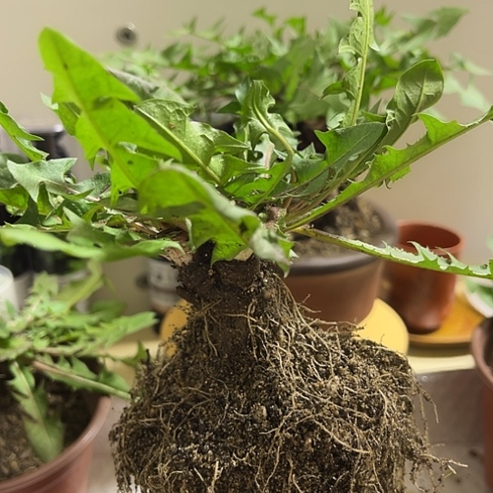 当前无花栽培后可以开花千层黄蒲公英不售后