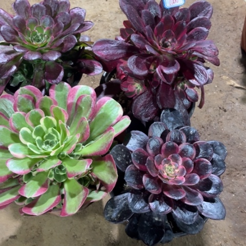 1000多肉植物组合