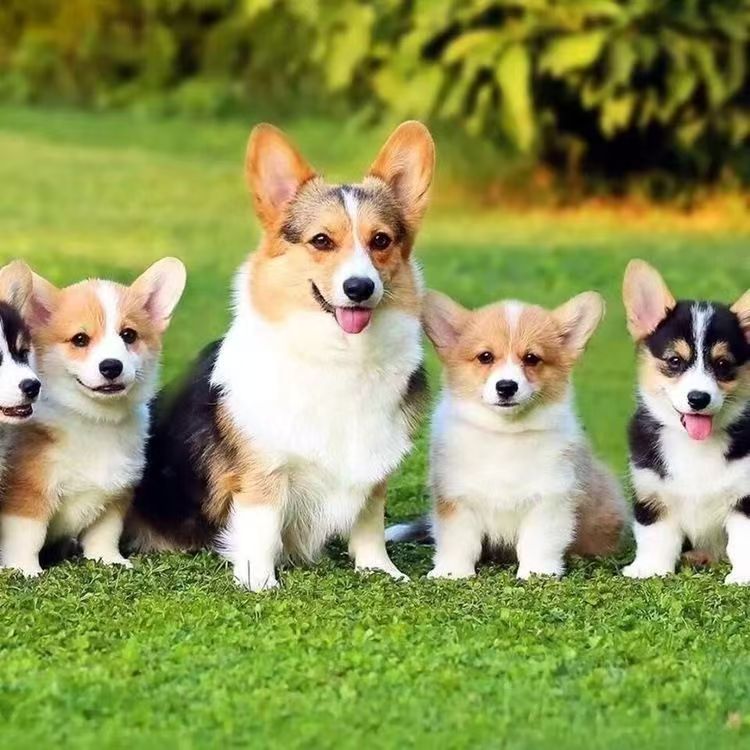 柯基宠物活体链接