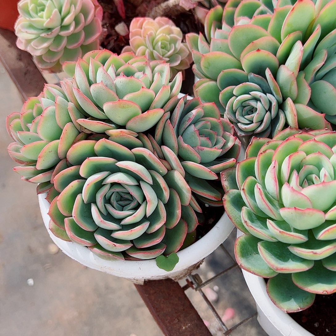 晨露多头群生老桩特价