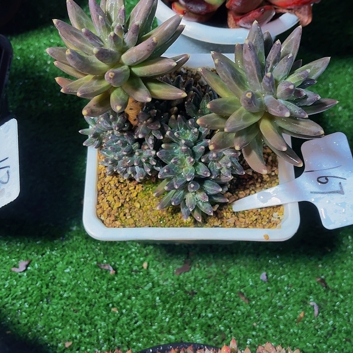 繁***？丽娟花毁凤羽多头