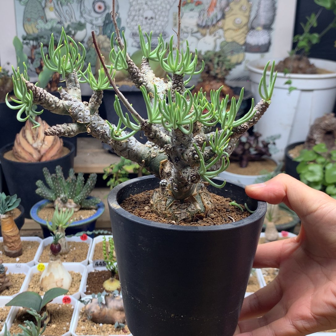 白象奇峰锦多肉脱土