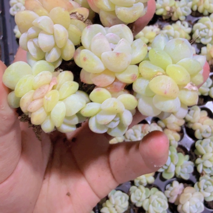 琥珀冰玉五颗一组