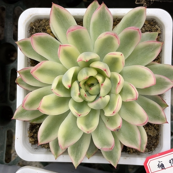 新奇兵锦一物一拍锦龙