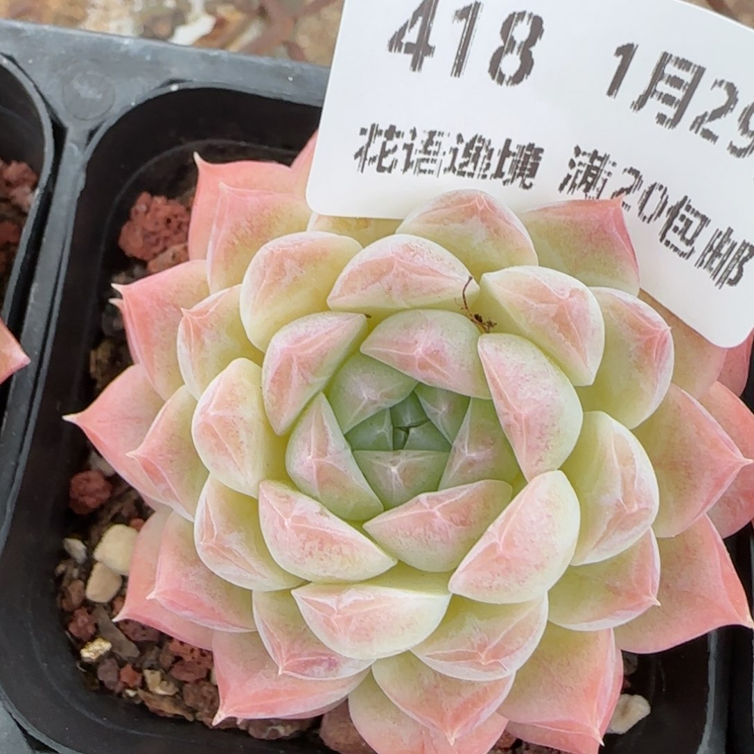 花语逸镜0129-418