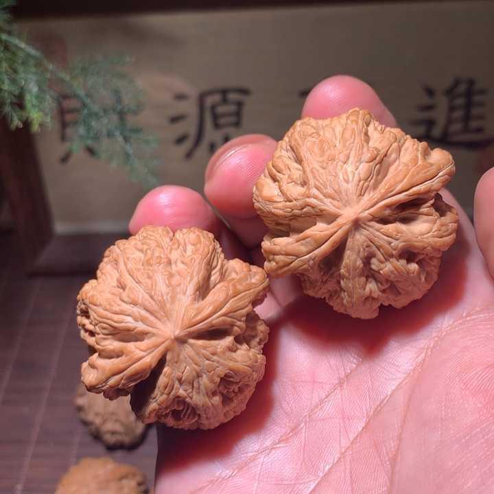 粗筋全品42➕麻核桃