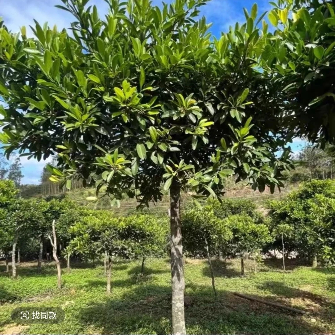 可盆栽可地栽园艺花卉绿植
