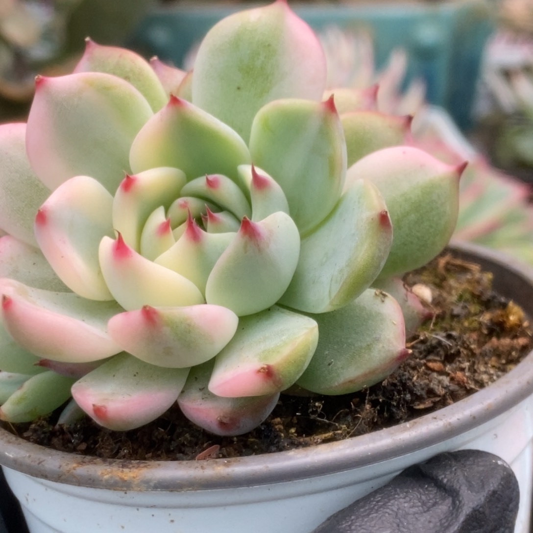 082锦锦锦锦锦锦锦