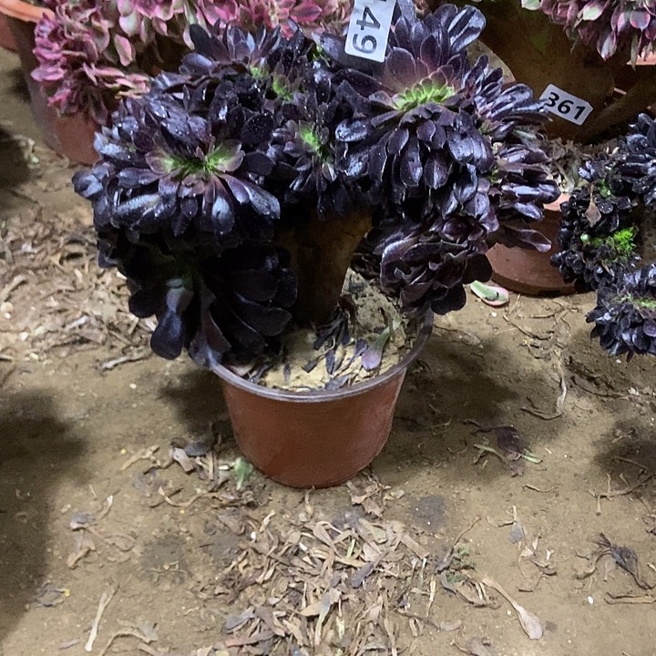 149欧紫缀化老板子