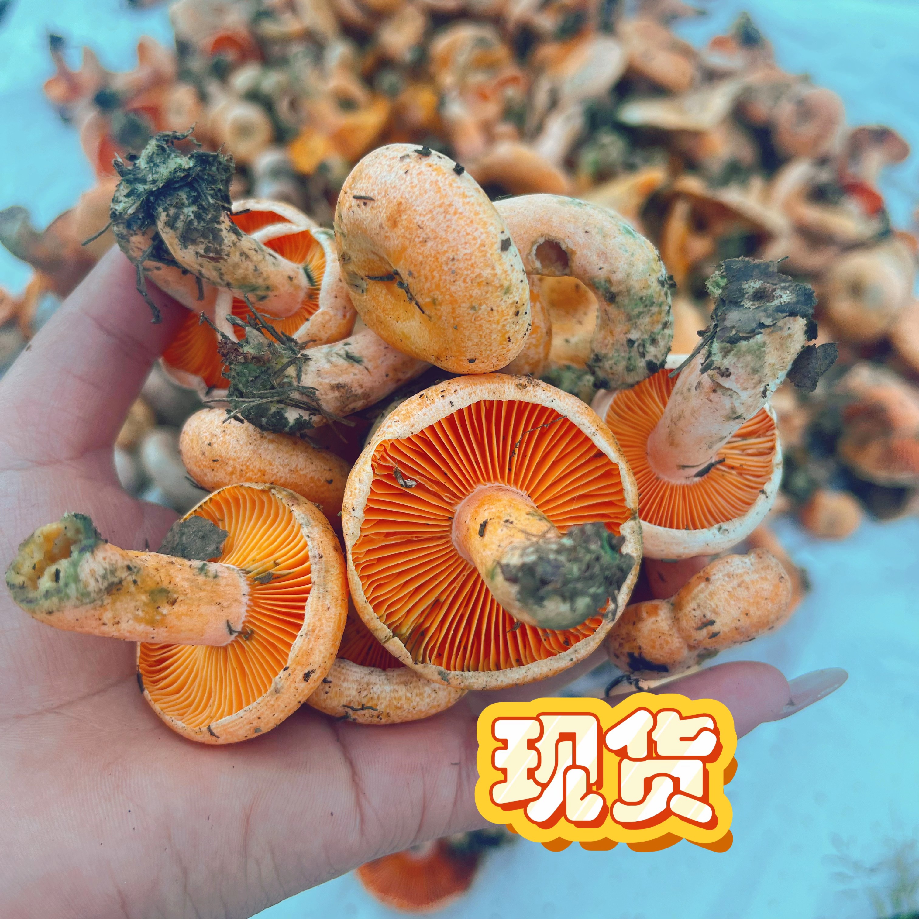 新鲜松树菌野生谷熟菌松树菌松乳菇菌松菌重阳菌雁鹅菌铜绿菌枞菌