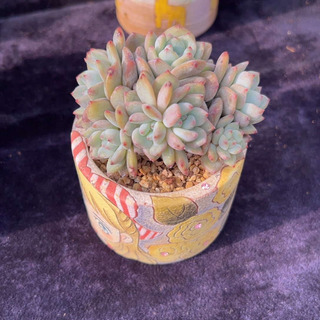 新年快乐 新年快乐